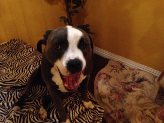 happy-dog-care-guest