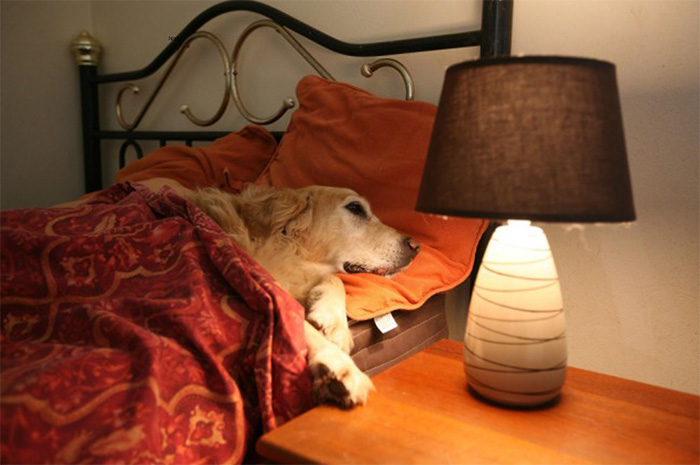 las-vegas-dog-hotel-guest
