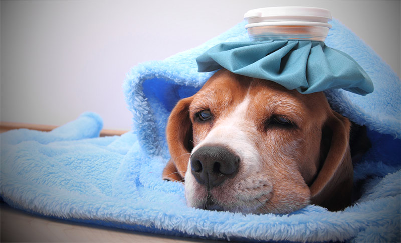 sick-dog