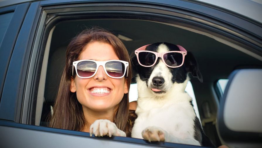Dog heading to boarding