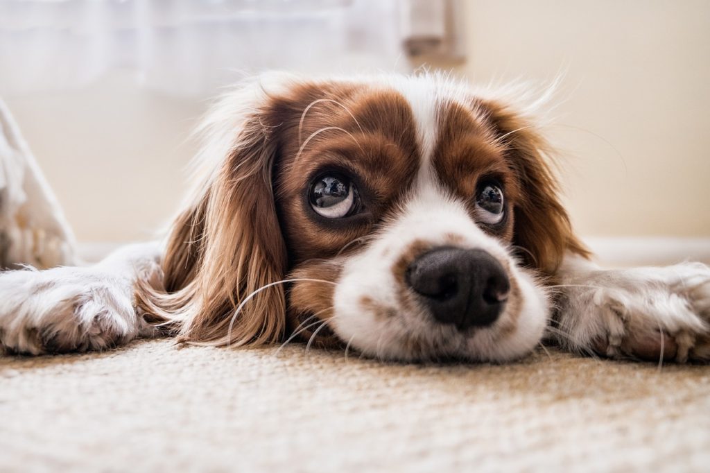 hire a dog trainer if you can't train