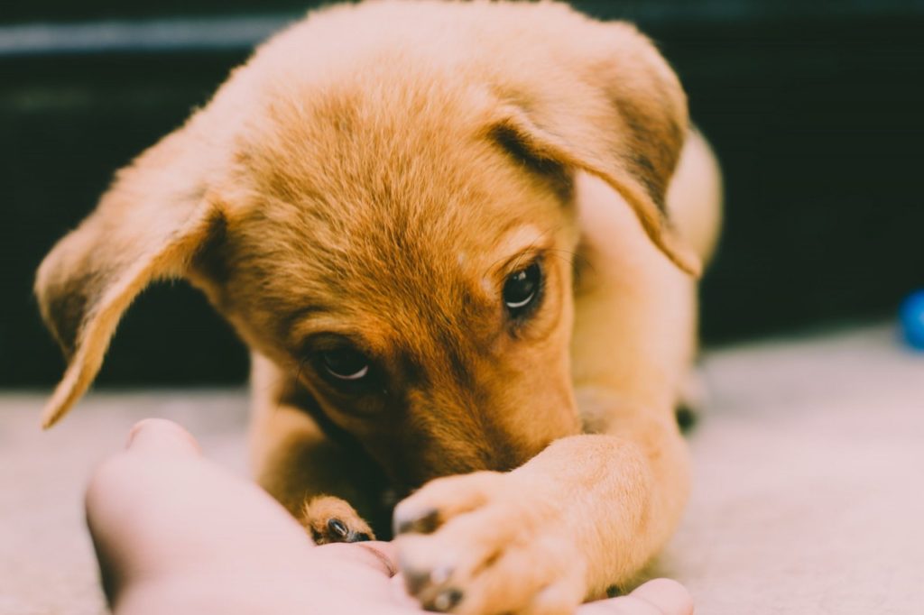 while you are training your dog, give him treats