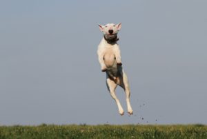 have fun and teach your dog new tricks