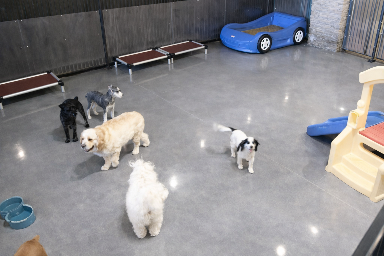Indoor pet daycare area at Las Vegas dog resort